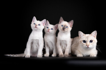 A cat and three kittens sitting on a black background
