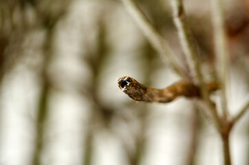 Wooden stick with hole close up