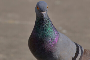 Rock Pigeon isolated portraiture expressions