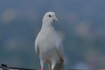 Rock Pigeon isolated portraiture expressions