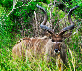 Greater Kudu male front side with the spiral horns in South Africa bush