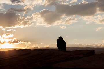 California Condor at Horseshoe Bend in Arizona