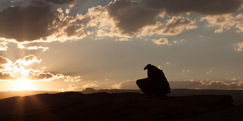 California Condor at Horseshoe Bend in Arizona