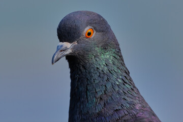 Rock Pigeon isolated portraiture expressions