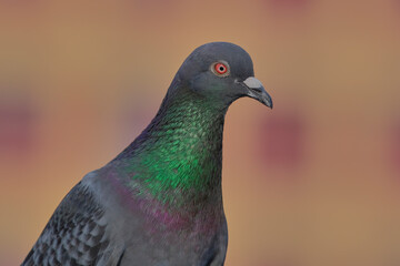 Rock Pigeon isolated portraiture expressions