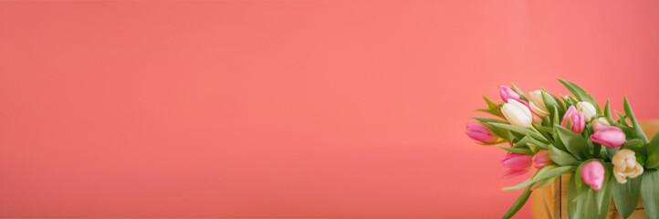 Banner for a Women s day, 8 march or Valentines day. Tulips on a pink background. The concept of holidays and good morning wishes.