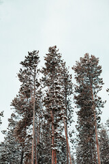 Winter Evergreen Trees