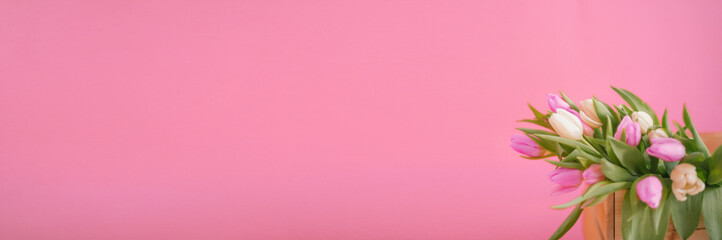 Obraz premium Banner for a Women s day, 8 march or Valentines day. Tulips on a pink background. The concept of holidays and good morning wishes.