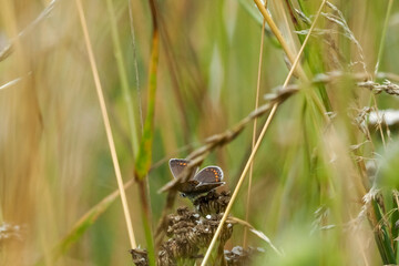 The common blue butterfly (Polyommatus icarus) is a butterfly in the family Lycaenidae and subfamily Polyommatinae.