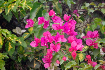 Bougainvillea flower With green leaves.