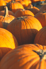 Traditional Pumpkins
