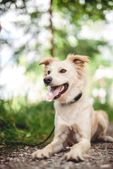 Mixed breed dog play in the forest. Rescue dog have fun while jumping