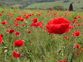 la bellissima fioritura dei papaveri nella campagna toscana