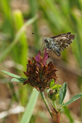Carcharodus alceae, the mallow skipper, is a butterfly of the family Hesperiidae.