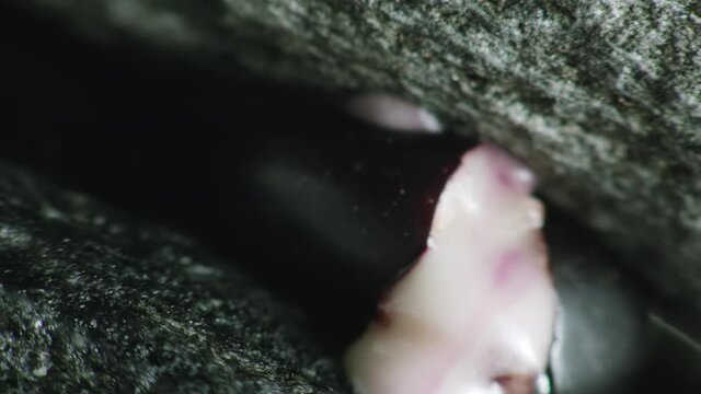 Ripe black olives are crushed between two stones and olive oil comes out. Oil comes out of the olives crushed between two stones.