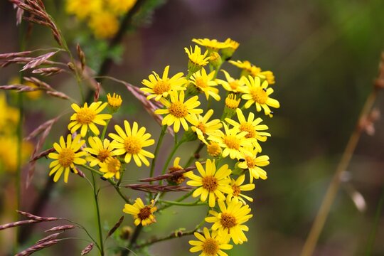 gebe Bl&uuml;ten von Habichtskraut