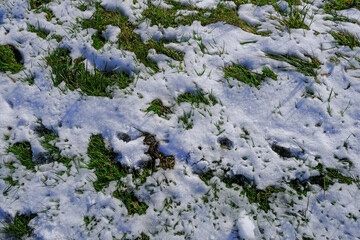 frost and snow on the green grass top view on sunny day. Winter natural background. Copy space