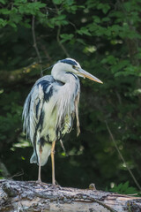 The grey heron (Ardea cinerea) is a long-legged predatory wading bird of the heron family.