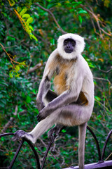 monkey