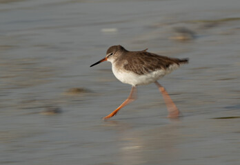 Redshank at Busiateen coast on move, a motion blur panning effect, Bahrain