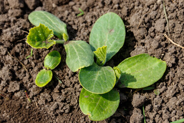 Sprouts of zucchini in a vegetable garden