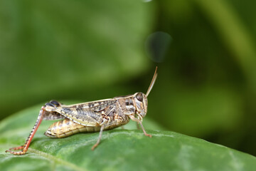 Common grasshopper on green leaf outdoors. Wild insect