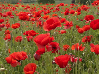 la bellissima fioritura dei papaveri nella campagna toscana