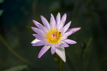 purple lotus flower close up
