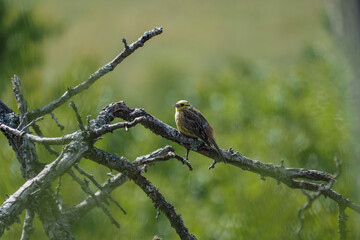 The yellowhammer (Emberiza citrinella) is a passerine bird in the bunting family that is native to Eurasia.