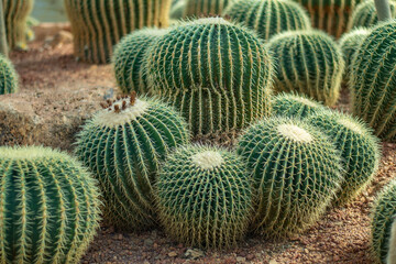 Fototapeta na wymiar cactus in the garden