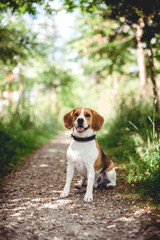 Naklejka na ściany i meble Fröhlicher Beagle im Wald. Portrait von einem Jagdhund.