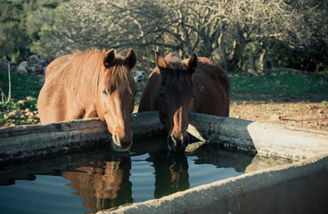 portrait of cuple of brown horses drinking from a stone trough in the field