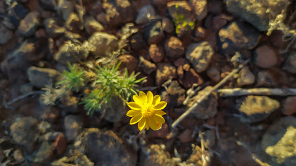 yellow flowers on the ground