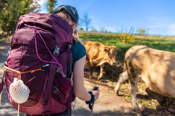 Pilgrim Girl with Hiking Backpack Gear Watching Cow Herd Walking on St James Way - Camino de...