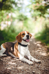 Fröhlicher Beagle im Wald. Portrait von einem Jagdhund.