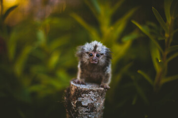 The common marmoset baby on the branch in summer garden