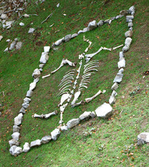 Animal skeleton in the Parco delle Madonie National Park, Sicily, Italy