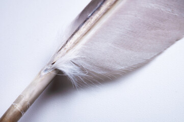 Close-up of gray dove feather on white background with soft focus
