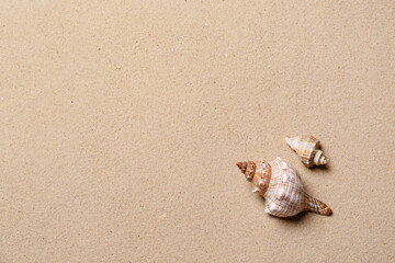 Fototapeta na wymiar Beautiful seashells and space for text on beach sand, flat lay. Summer vacation