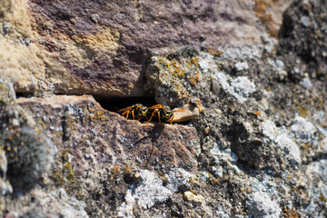 A nice picture os an unspecified wasp from central europe