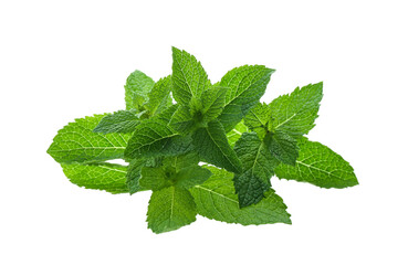 Fresh green mint leaves on white background