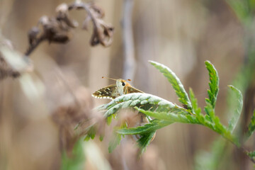 Oberthür's grizzled skipper (Pyrgus armoricanus) is a species of skipper (family Hesperiidae).