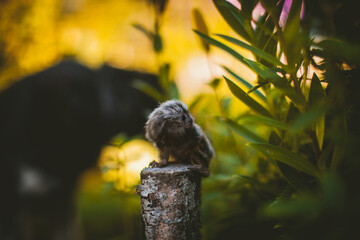 The common marmoset baby on the branch in summer garden