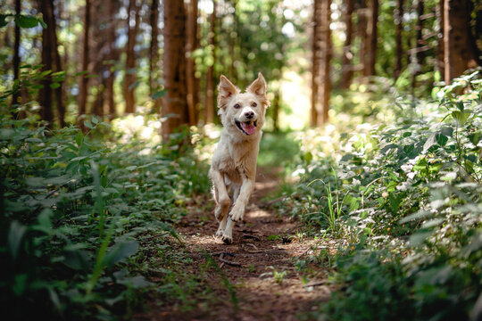 Fototapeta Half breed dog in the nature. Dog walking and running in the forest and have fun