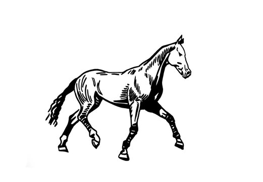 Vector hand-drawn horse running isolated on white background,graphical illustration
