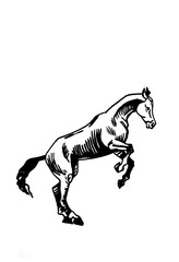 Vector hand-drawn horse jumping isolated on white background,graphical illustration.