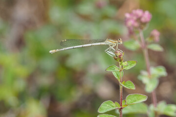 The white-legged damselfly or blue featherleg (Platycnemis pennipes) is a damselfly of slow-flowing, muddy waters.