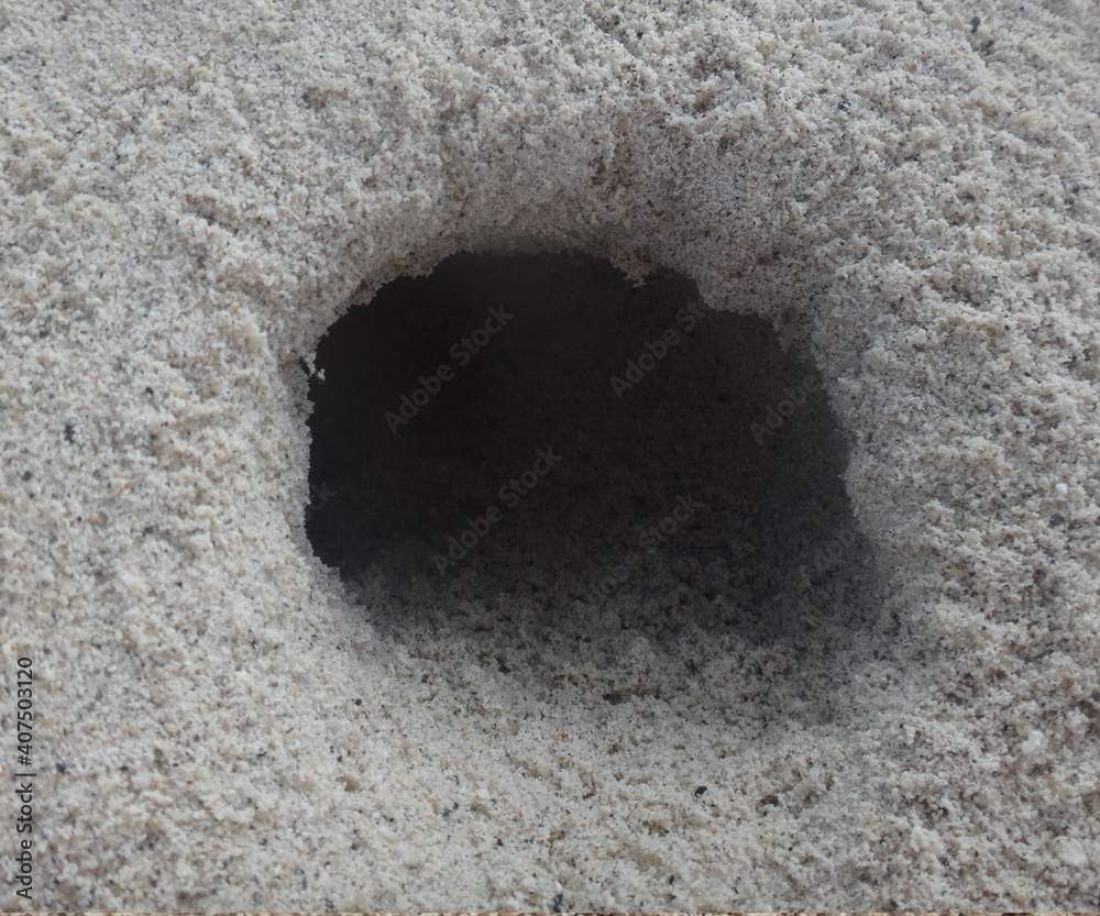 Wall mural burrow in the sand