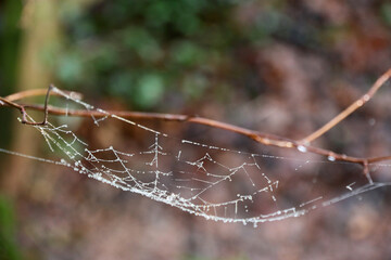 spider web with dew drops	
