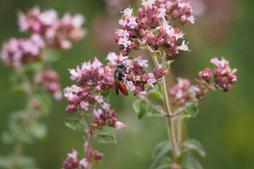 A nice picture os an unspecified wasp from central europe